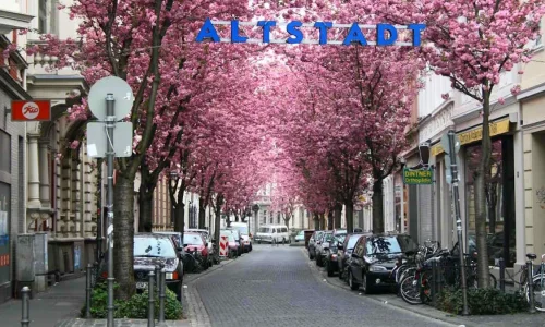 Cherry Blossom Avenue