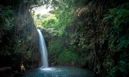 The Largest City Forest